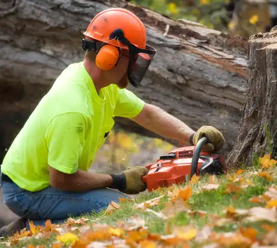 tree services Park Ridge